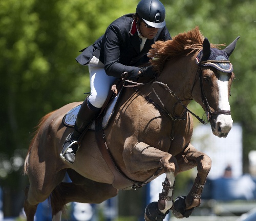 包含西班牙马术高手夺魁，实力传诵的词条